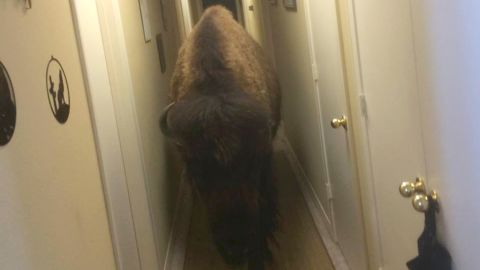 Bullet the bison grew accustomed to roaming the halls of her former owner's home.