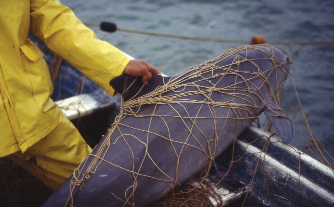 A vaquita trapped and killed in a gill net.