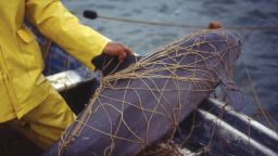 Vaquita (Phocoena sinus), killed in gillnet fishery for totoaba (Totoaba macdonaldi), ca. El Golfo de Santa Clara, Sonora, México, February 1992.