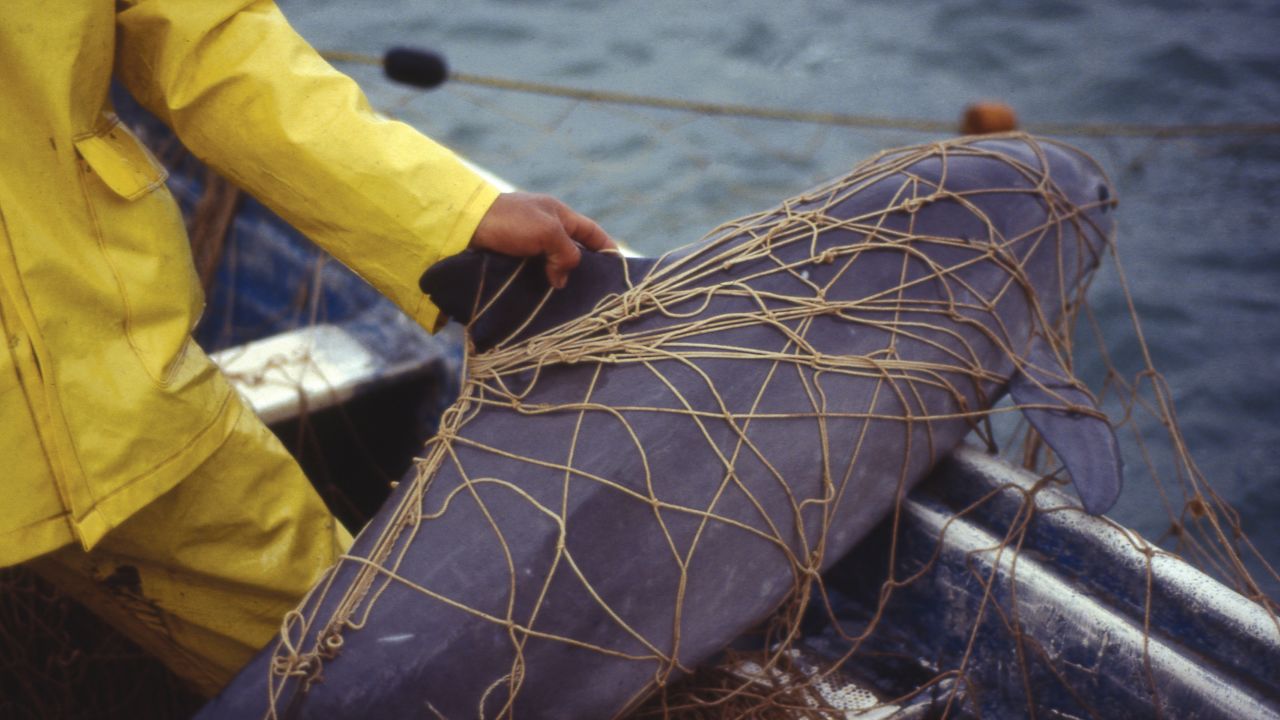 A vaquita trapped and killed in a gill net.