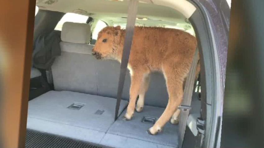 bison calf euthanized after human interaction morgan warthin intv_00022318.jpg