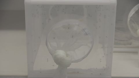 zika pesticide test_00001027.jpg