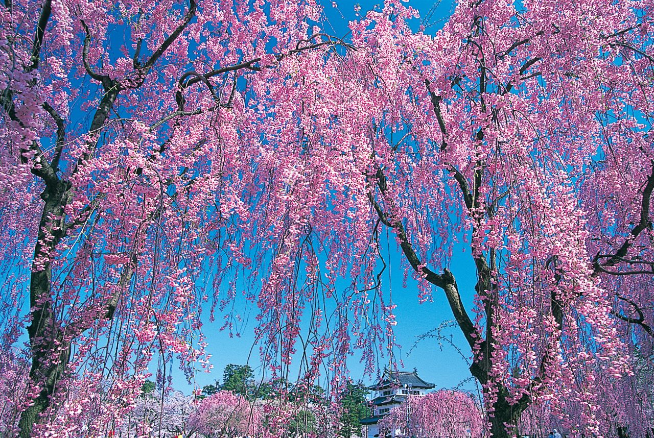 <strong>Cherry blossoms (Aomori prefecture):</strong> Sakura bloom outside Hirosaki Castle in Aomori prefecture. A prime place for viewing blossoms in spring, it's picturesque all year long. 