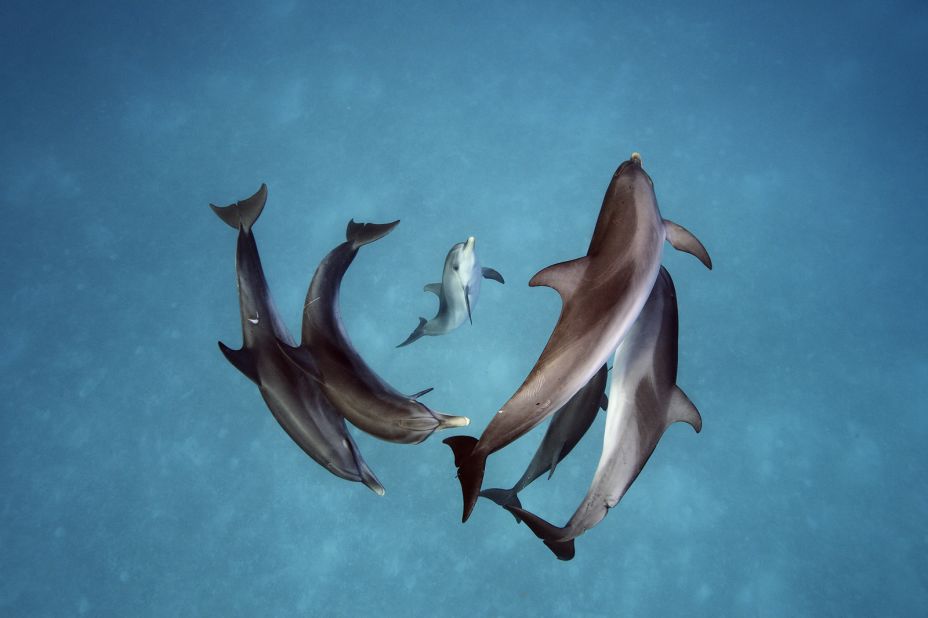 We asked some of the world's top underwater photogs for shooting tips. They shared them in the story below, along with some of their best work in this gallery. Brian Skerry shot these spotted dolphins (Stenella frontalis) in the Bahamas. 