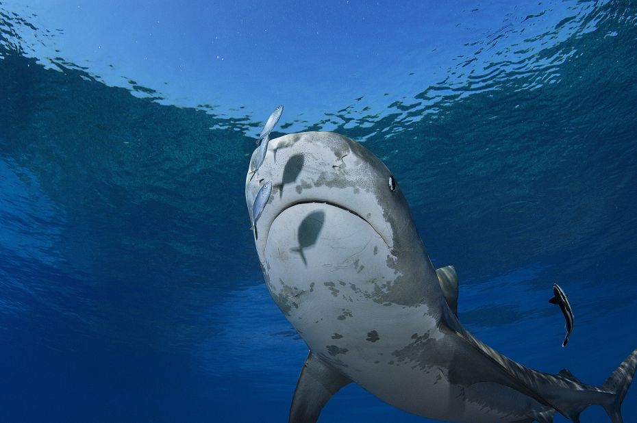 A four-meter-long female Tiger Shark noses towards three bar jacks in the Bahamas.