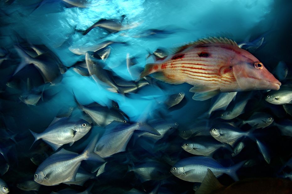 A red pigfish swims through a school of blue maomao in New Zealand's Poor Knights Islands, a marine reserve.