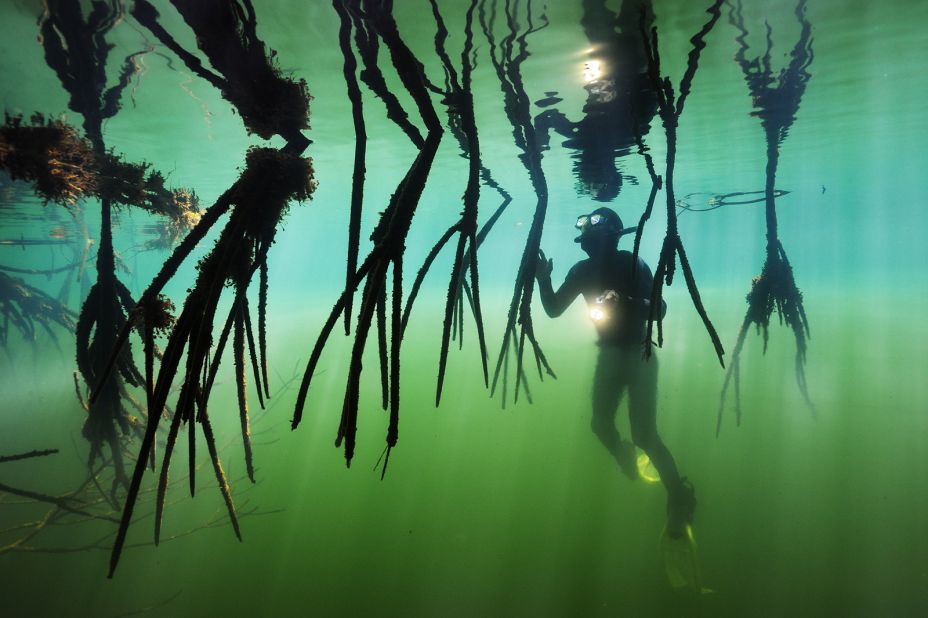 This deep-water mangrove decorates a lagoon off the coast of Belize.