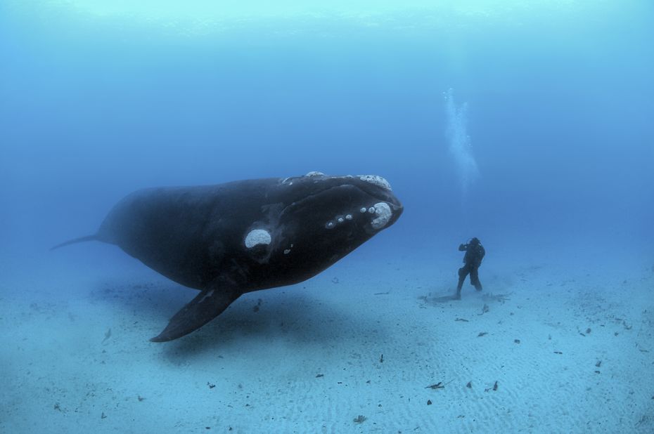 A southern right whale (Eubalaena australis) approaches Brian Skerry's assistant off New Zealand's Auckland Islands. 