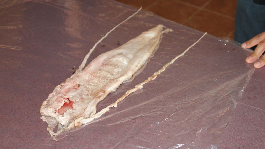 The totoaba fish bladder is distinguished by two tentacles.