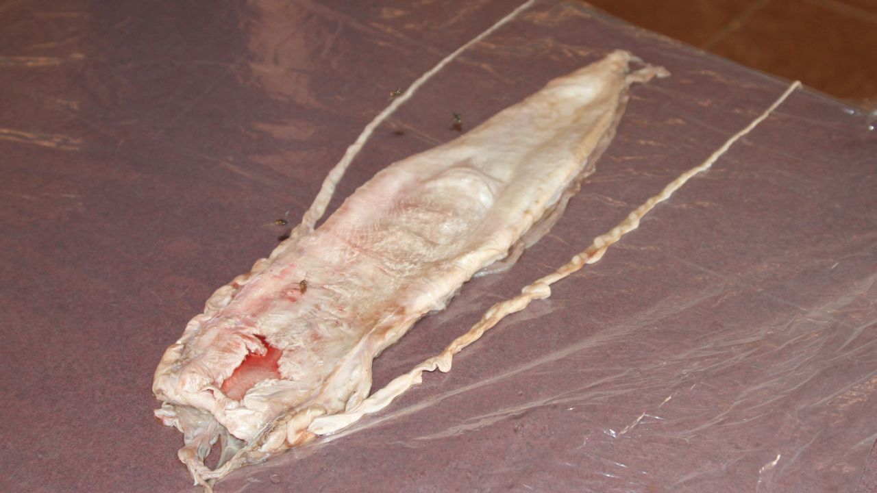 The totoaba fish bladder is distinguished by two tentacles.
