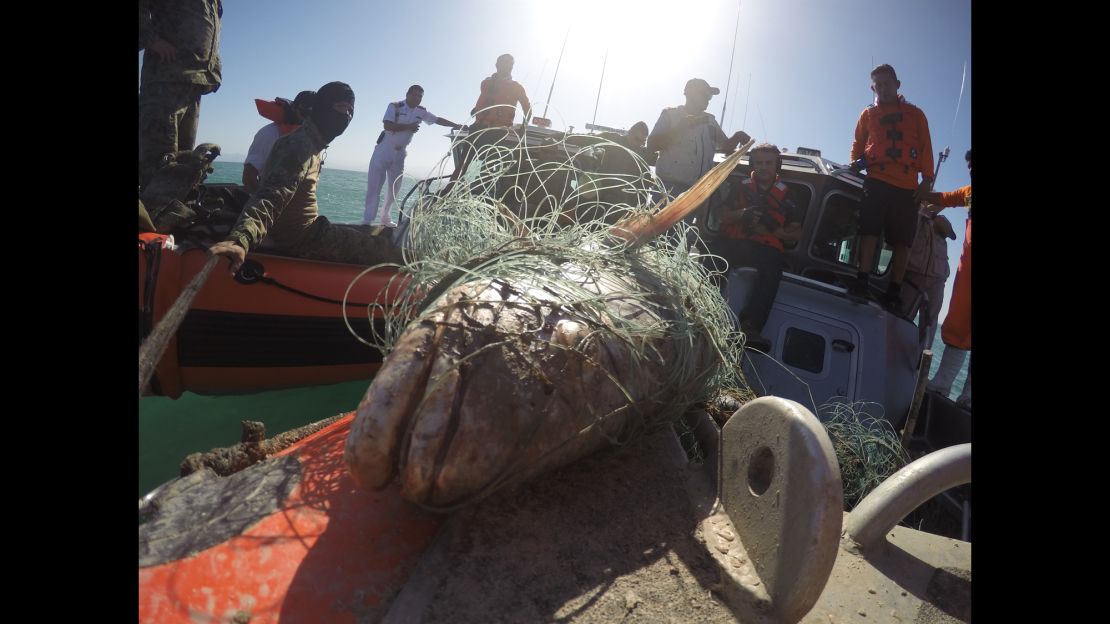 A totoaba that died caught in a smuggler's net.
