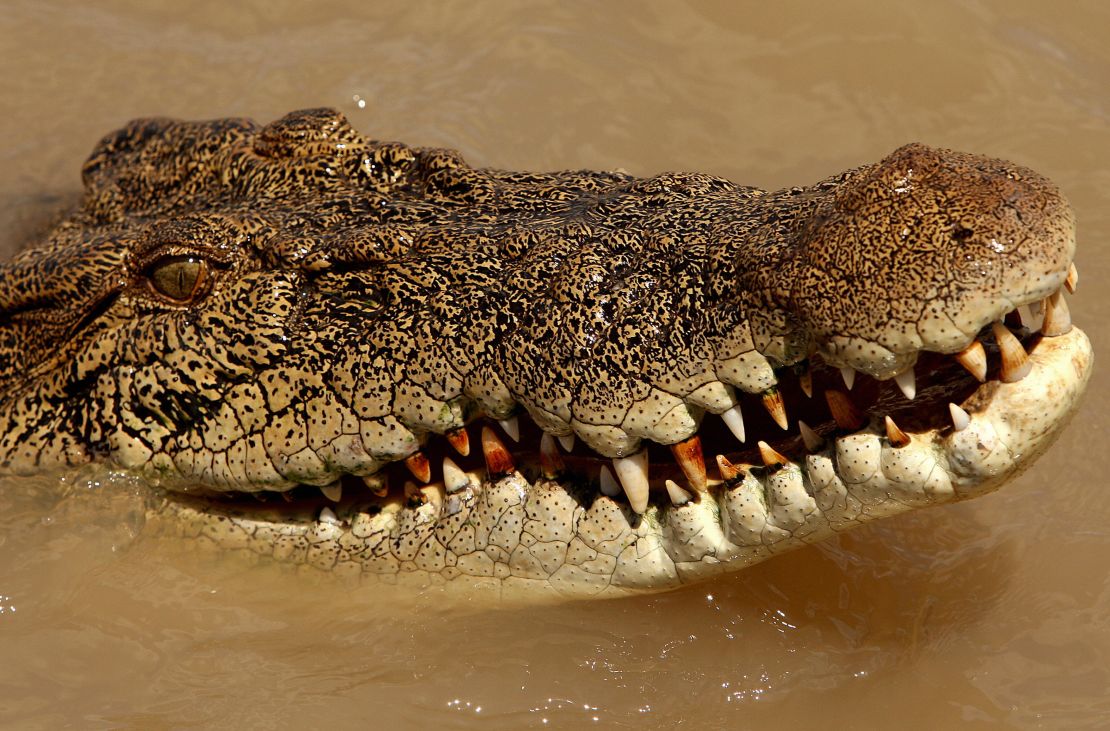 Buy Hand Crafted Real Nile Crocodile And Kangaroo Exotic Wallets