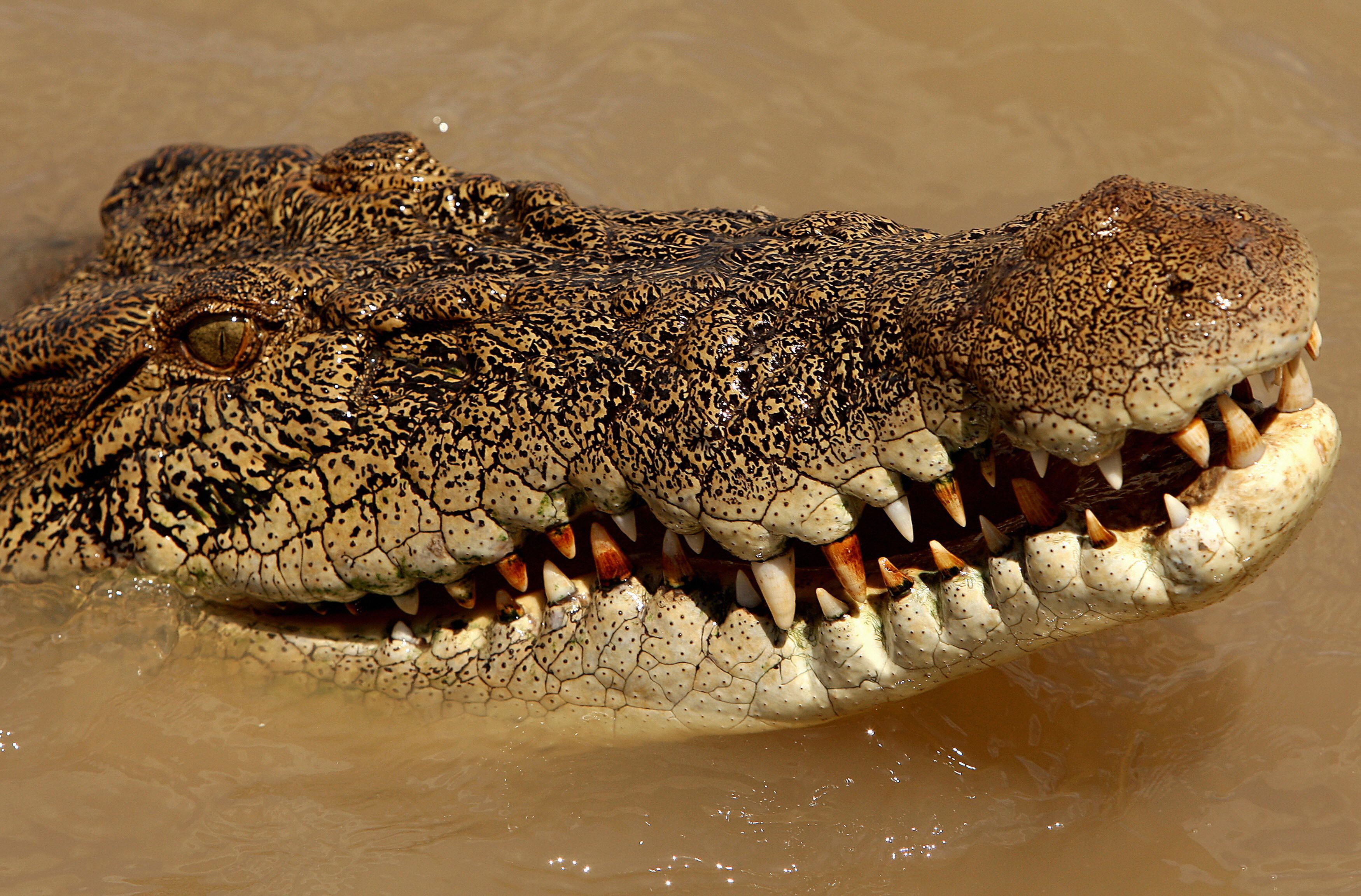 Global movement against the slaughter of Australian saltwater crocodiles  continues to build