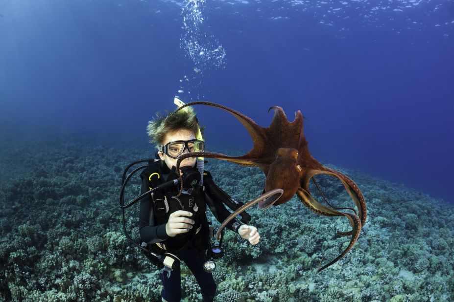 Eleven-year-old Sean Fleetham gets his first look at a day octopus, also known as the big blue octopus or octopus cyanea, off Maui, Hawaii.