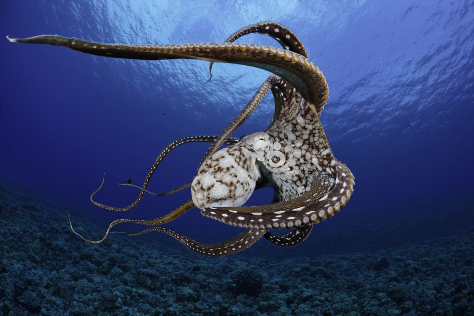 This eight-armed cephalopod was photographed in Hawaii.