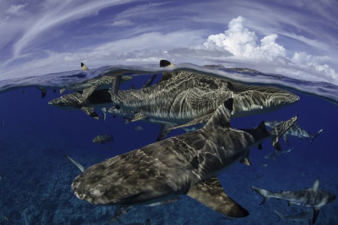 The dorsal fins of blacktip reef sharks (Carcharhinus melanopterus) break the surface of the island of Yap, Micronesia. Gray reef sharks (Carcharhinus amblyrhynchos) swim below.