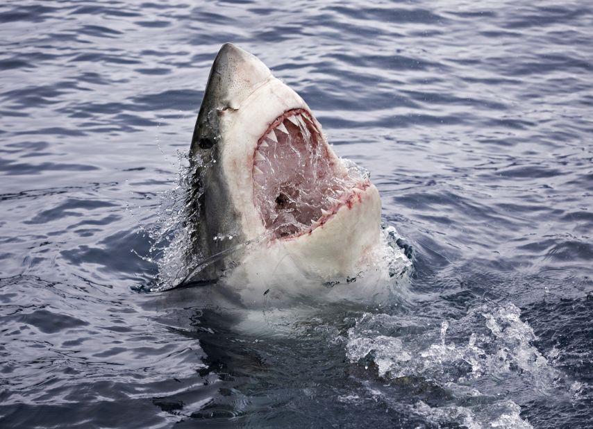 With an open mouth, a great white shark (Carcharodon carcharias) breaks the surface off Guadalupe Island, Mexico.