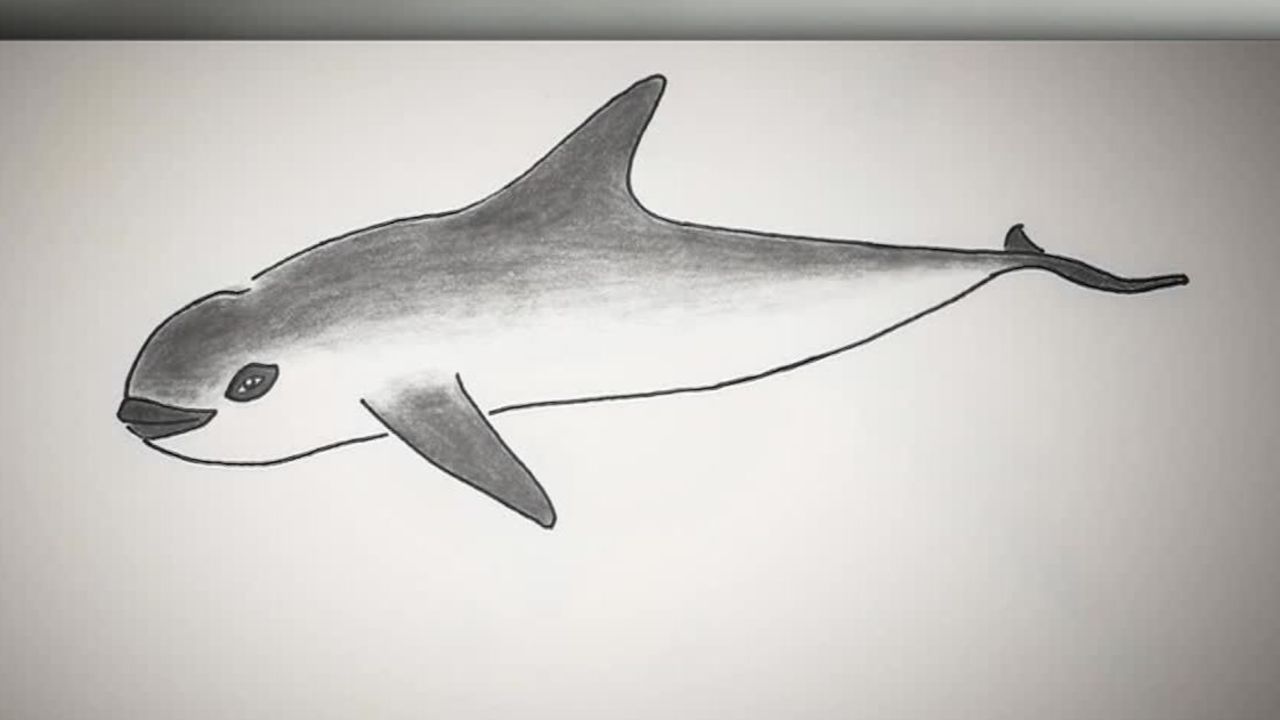 vaquita porpoise extinction pkg kinkade _00002220.jpg