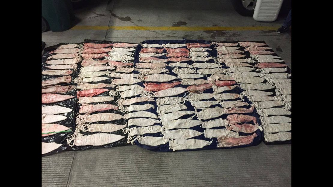 These seized fish bladders are worth thousands of dollars on the black market.