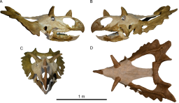 This is the skull reproduction of the new species of dinosaur called Spiclypeus shipporum. 