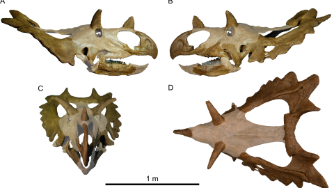This is the skull reproduction of the new species of dinosaur called Spiclypeus shipporum. 