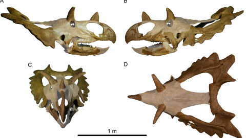 This is the skull reproduction of the new species of dinosaur called Spiclypeus shipporum.