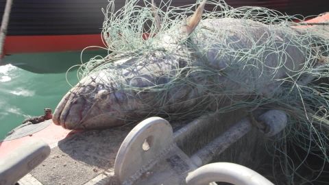 aquatic cocaine totoaba fish swim bladders nccorig_00013422.jpg