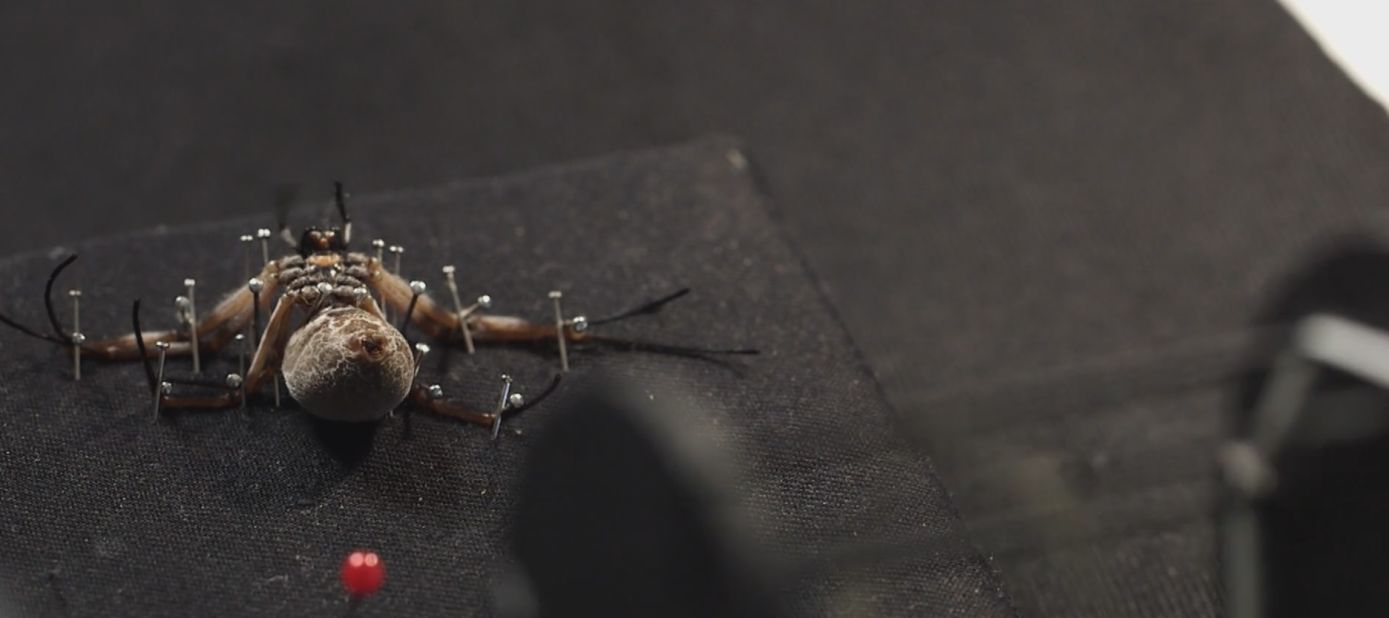 Vollrath's Silk Group at Oxford University extracts silk from anesthetized spiders by pinning them and using an automated reel, which can produce over 20 meters of silk per day.