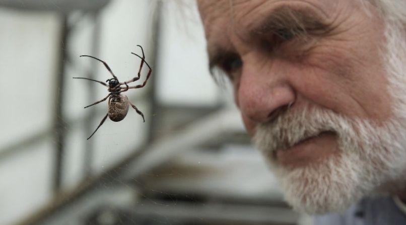 Professor Fritz Vollrath has worked with spiders for more than 40 years and has pioneered the use of their uniquely strong silk to address a variety of medical problems. Here, he looks at one of the Golden Orb Weaver spiders he keeps in his greenhouse at Oxford University.