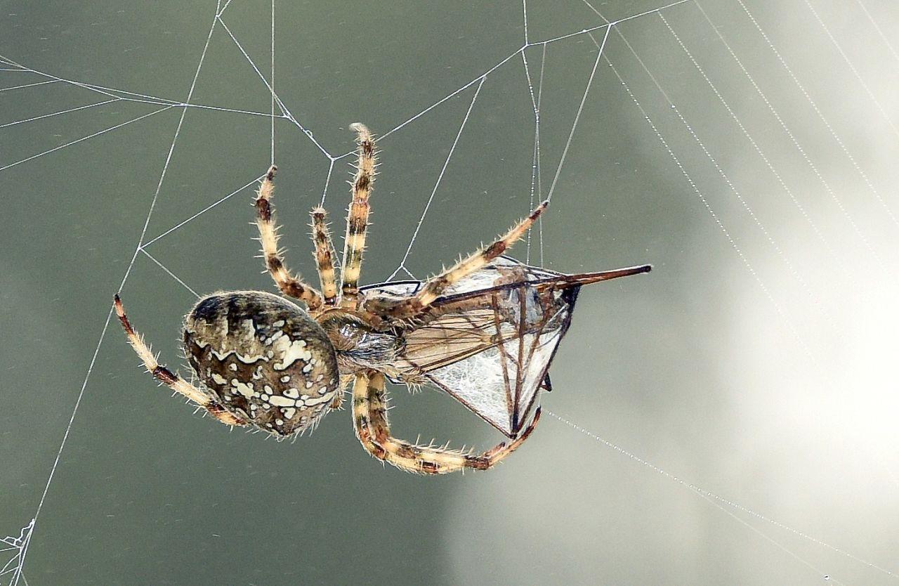 The Golden Orb Weaver produces seven types of silk for its web. The strongest is dragline silk, which Vollrath's group uses as a model for a new type of biomedical implant. Spider silk is difficult to manufacture in bulk as reeling is extremely labor intensive and spiders cannot be farmed as they are cannibals.