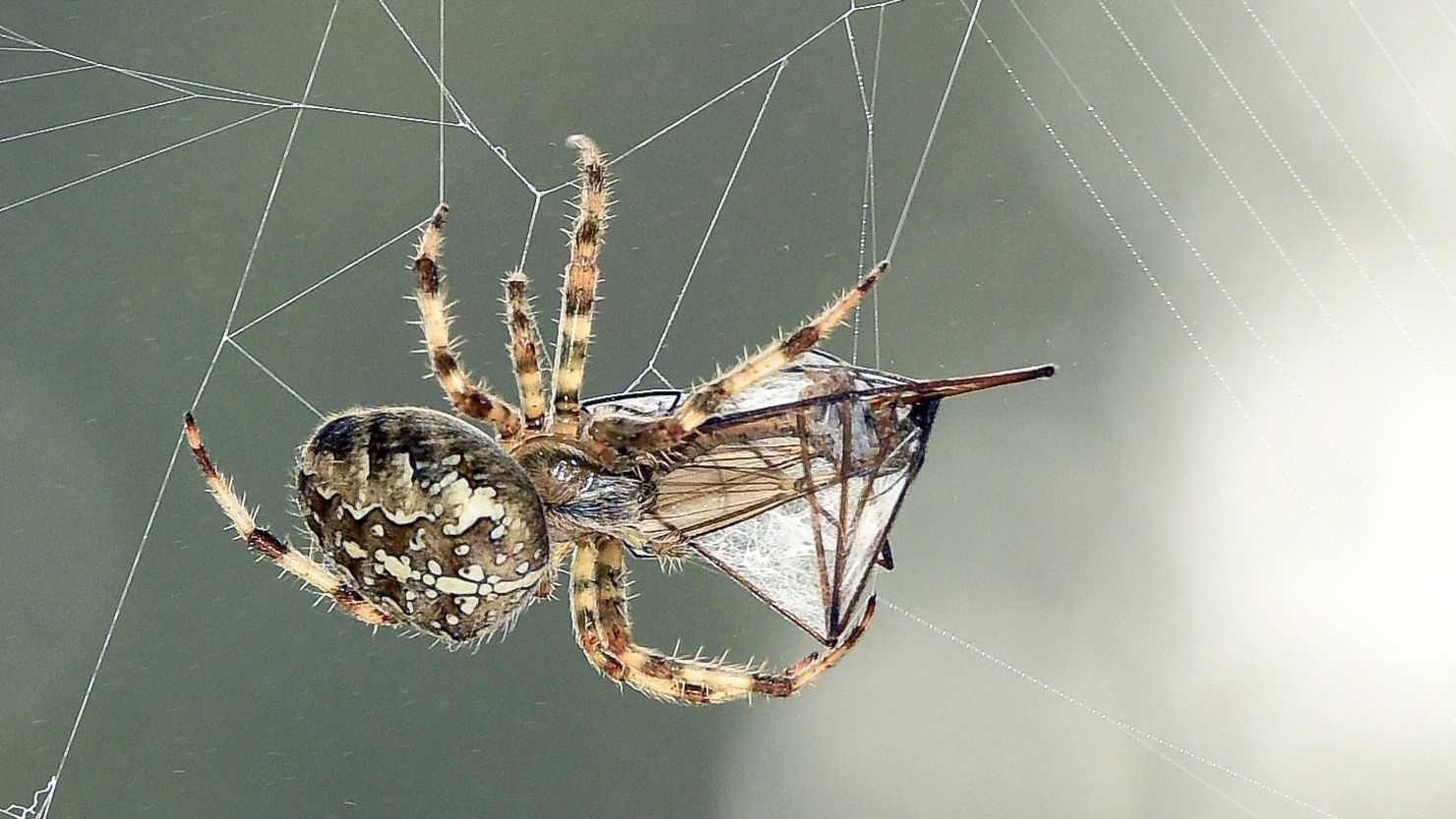 In some spider species, males present their female love interests with gifts of insects, mostly flies.  