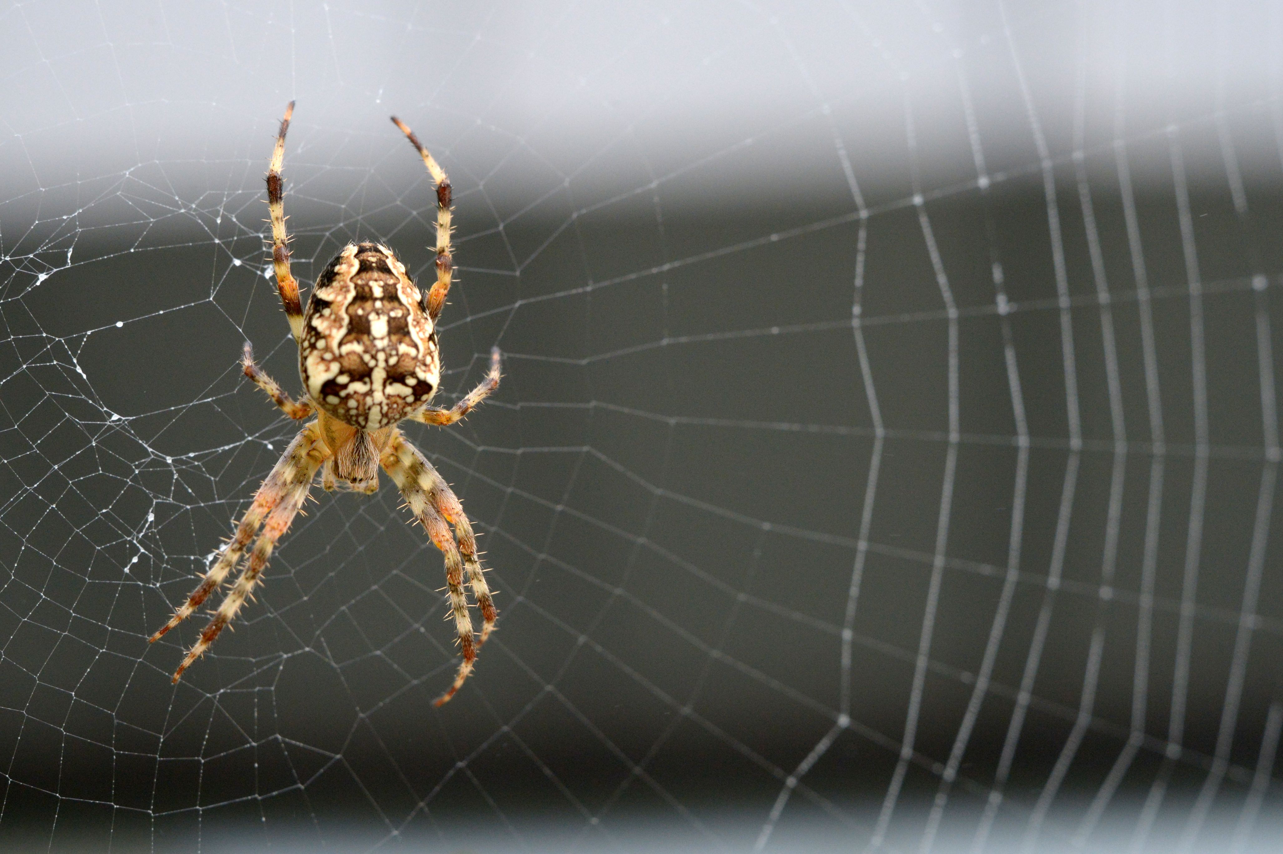 What shape web does a spider spin in space?