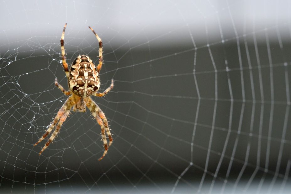 Power of the web: The secret of how spiders catch their prey, The  Independent
