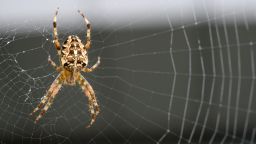 An Orb-weaver spider (Araneus diadematus)  is pictured on its web on September 26, 2013 in Rennes, western France. AFP PHOTO / DAMIEN MEYER        (Photo credit should read DAMIEN MEYER/AFP/Getty Images)