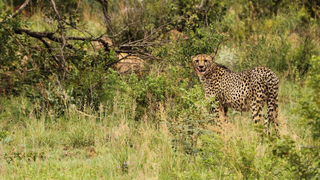 Welgevonden has also had great success with the notoriously tricky reintroduction of cheetahs.