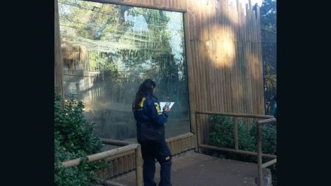 The man has been described by police as "frustrated" and an investigation has been opened.