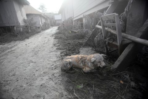 A dog covered in volcanic ash crouches down Sunday, May 22. 
