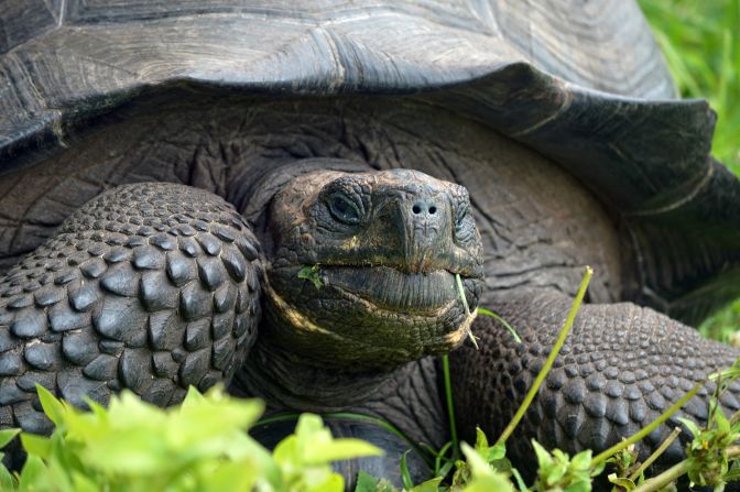 The International Institute for Species Exploration named its top 10 new species on Monday, May 23. The scientists said this newly discovered tortoise "could serve as a poster species for conservation and evolution." There are only about 250 of these guys left, so the discovery has immediate conservation implications.