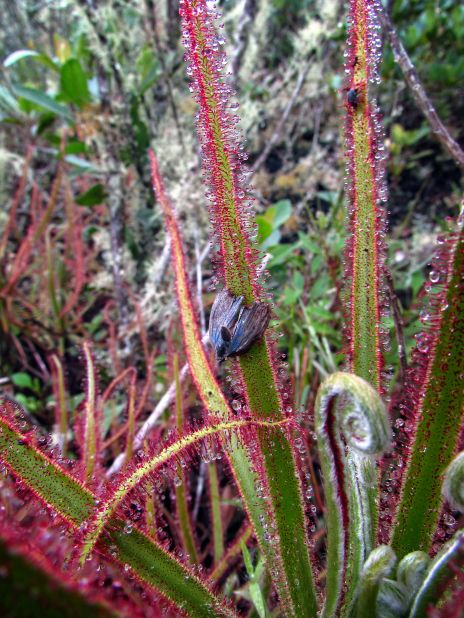 This giant sundew is believed to be the first plant species discovered through photos posted on Facebook.