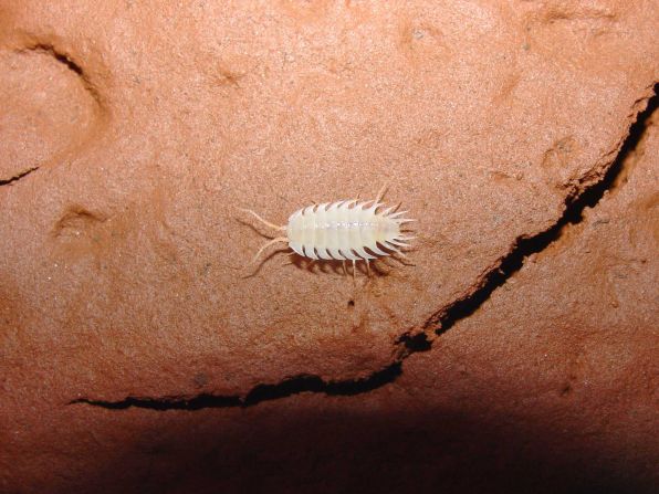 Isopods are crustaceans that live in water or on land. And this little guy (a third of an inch long) is blind and unpigmented and has a whole bunch of legs.