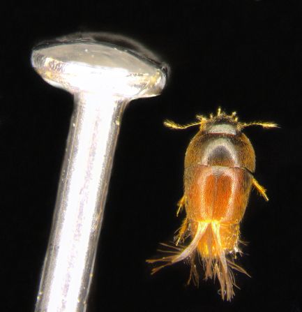 This tiny beetle is named after Paddington Bear. Scientists hope that just like in the kids' books about the lovable bear, people will look after this beetle. 