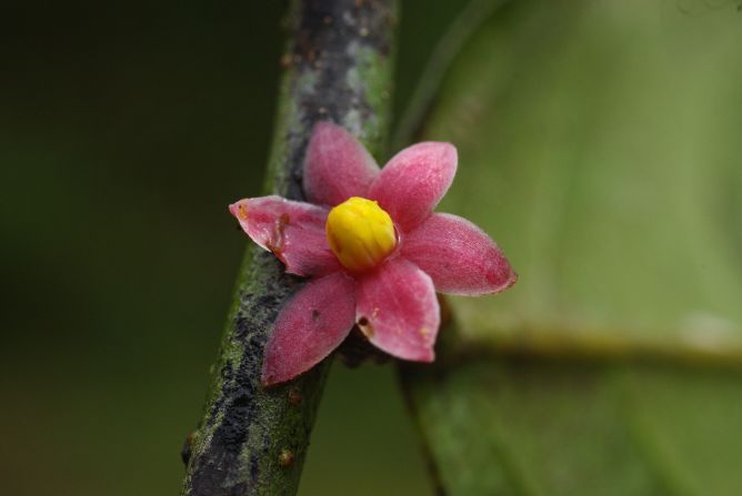This new tree species was found just off the main road at Monts de Cristal National Park in Gabon.