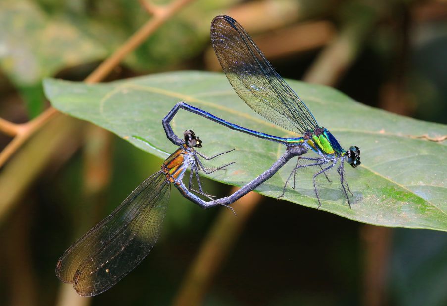 Sixty new species of dragonflies and damselflies were reported in one single publication, the most for any single paper in more than 100 years.