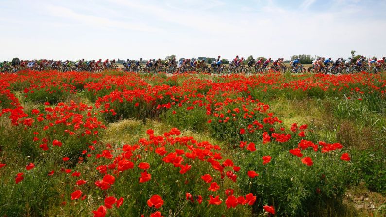 The peloton rides past a field of poppies during the 11th stage of the 99th Giro d'Italia, Tour of Italy, from Modena to Asolo on May 18.