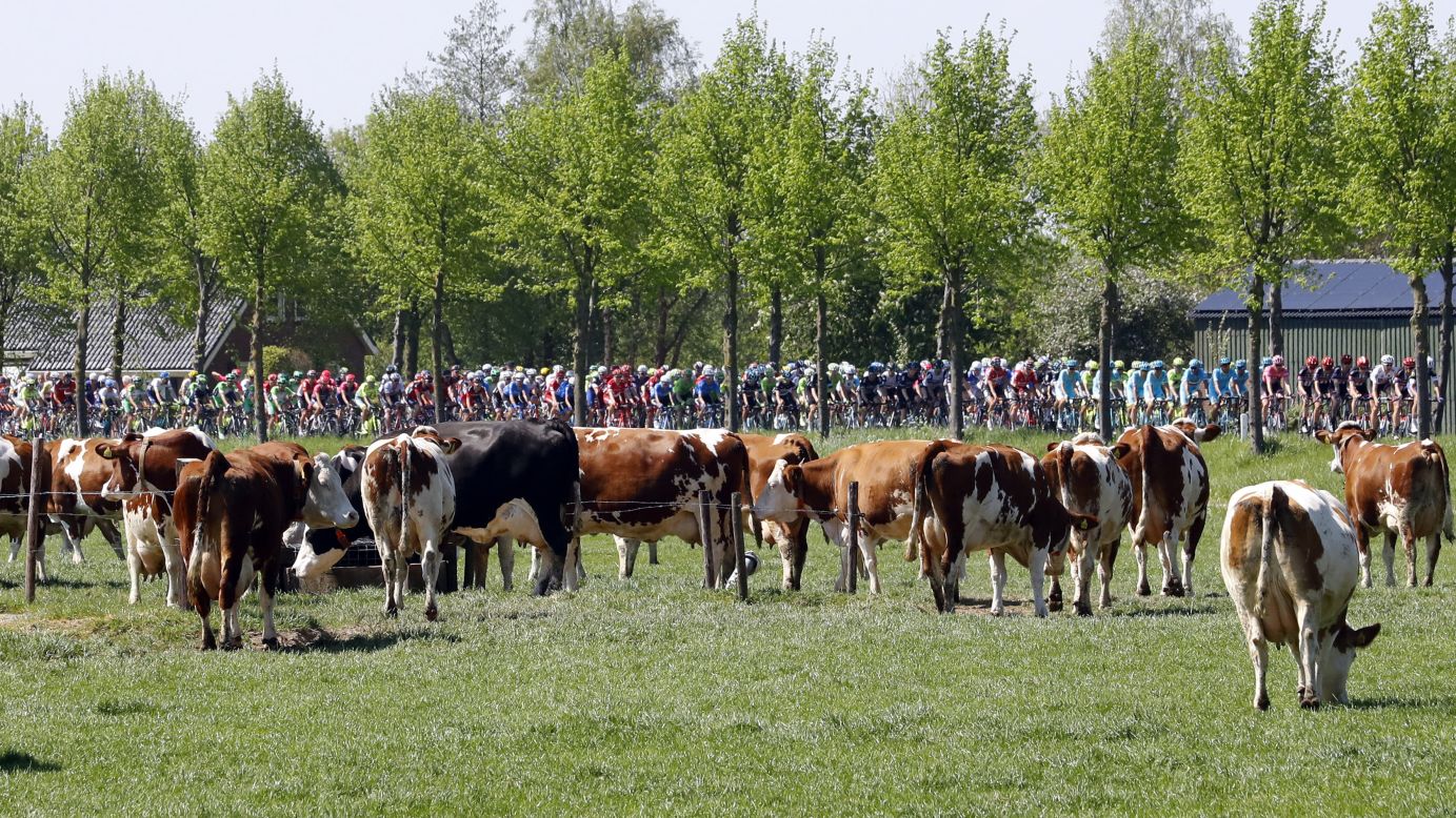 Riders compete next to cows, during the third stage of the Giro d'Italia, in Nijmegen on May 8.