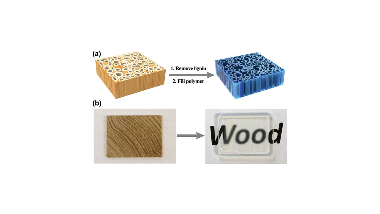 Once stripped of lignin, the wood is injected with an epoxy to strengthen it. Research suggests that transparent wood may one day be used as a substitute to glass.  