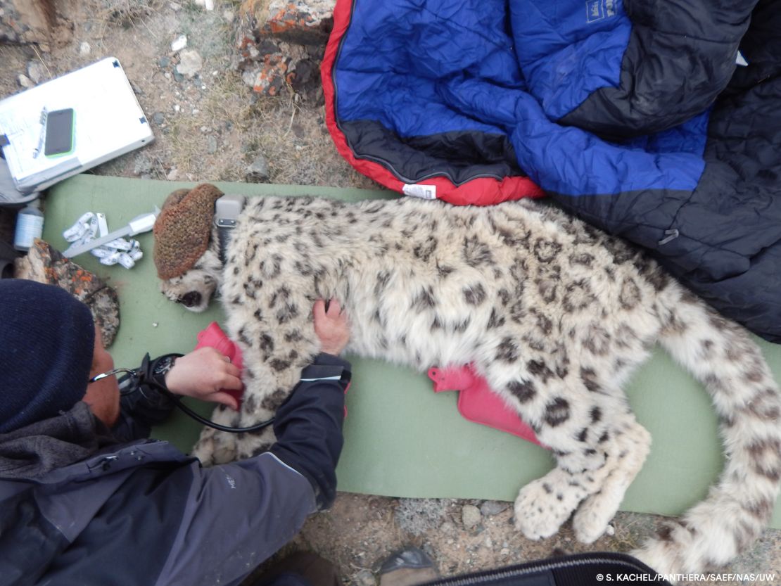 The collaring of the snow leopard suggests conditions for the conservation and long-term survival of the species has vastly improved