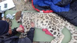 Snow leopard captured