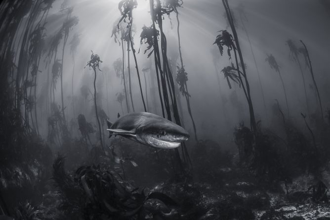 This seven gill shark was photographed by Tracey Jennings in a kelp forest just off the shore of Simonstown near Cape Town. (<a href="http://travel.nationalgeographic.com/photographer-of-the-year-2016/" target="_blank" target="_blank">Click here to enter NatGeo photo contest</a>)