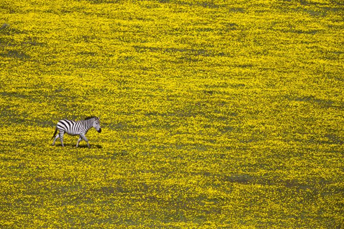 Yuval Ofek grabs a moment of striking contrast as a solitary zebra trots across a landscape of yellow flowers. (<a href="http://travel.nationalgeographic.com/photographer-of-the-year-2016/" target="_blank" target="_blank">Click here to enter NatGeo photo contest</a>)